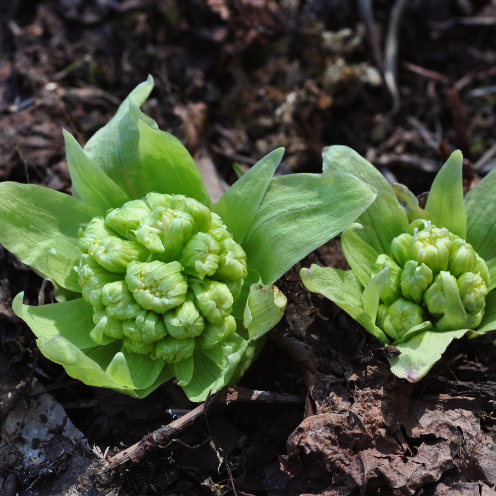 ふきのとうみそ