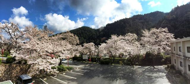 清嵐荘の桜